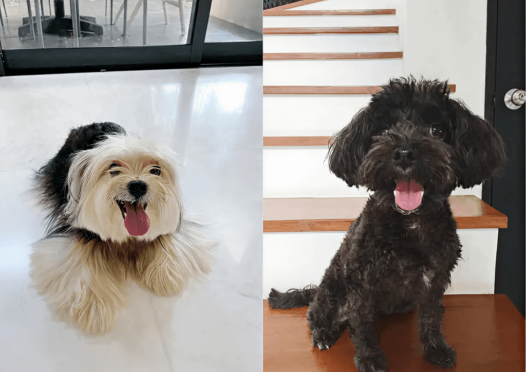Muffin and Cookie